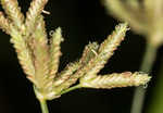 Diffused flatsedge